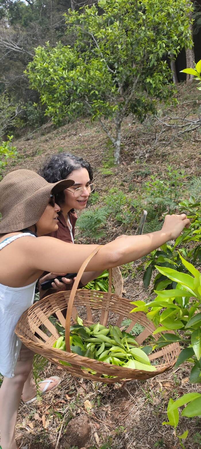 Colheita de folhas aromáticas em cesto de palha